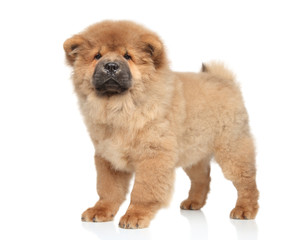 Chow chow puppy
