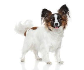 Papillon dog (Continental Toy Spaniel)