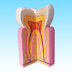 3D Illustration of teeth anatomy
