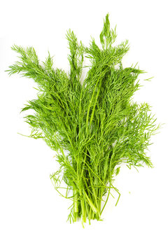 bunch fresh dill herb