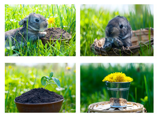 little sprout on a background of green grass,collection