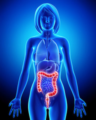 Anatomy of Female digestive system