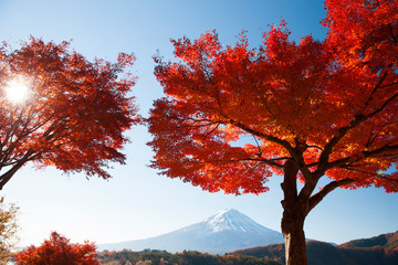 河口湖の紅葉と富士山