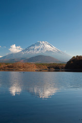Naklejka premium 精進湖からの富士山