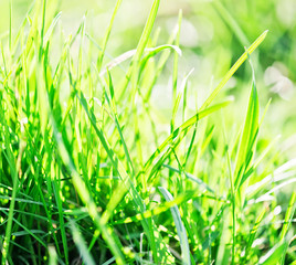 green grass