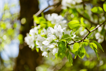 A blooming branch of apple tree in spring