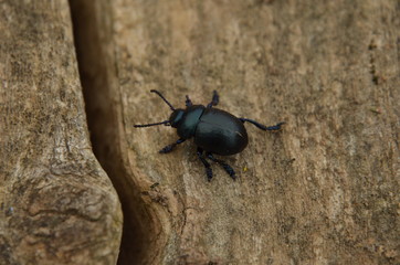 Crache-sang (Timarcha tenebricosa)