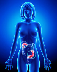 Female anatomy of partial pain in digestive system