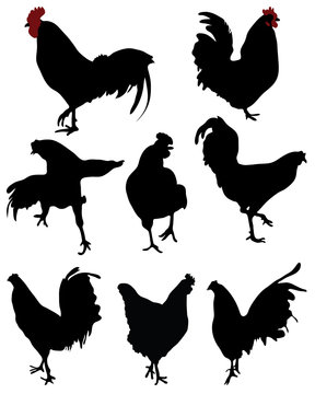 Black silhouettes of roosters and hens, vector