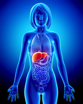 Anatomy of female liver in blue