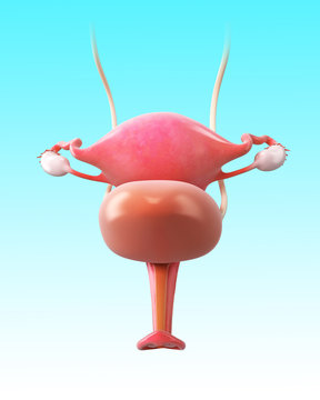 Anatomy of bladder and uterus