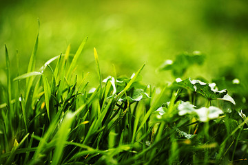 green grass