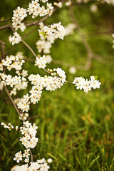 Flowers of the cherry blossoms on a spring day