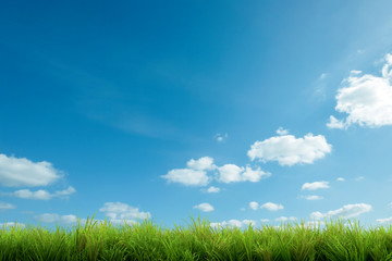 Fototapeta na wymiar green grass and blue sky with clouds