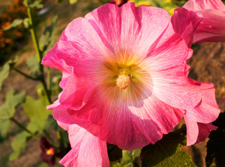 Fototapeta premium Pink malva. India.