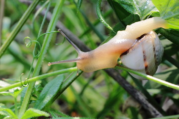 una chiocciola in  giardino