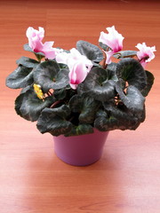 Cyclamen in a purple pot