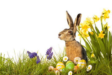 Osterhase mit Ostereiern und Osterglocken, freigestellt