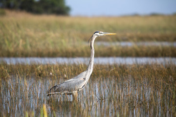 Everglades