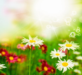 Fototapeta na wymiar Beautiful flowers on white meadow