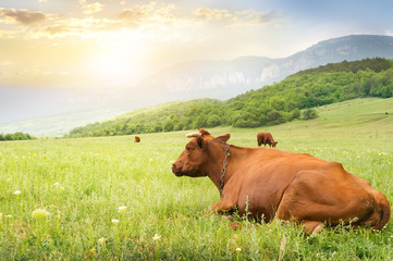 Fototapeta na wymiar Cows on green meadow.