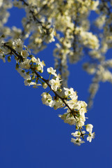 Spring white flowers .