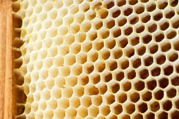Beer honey in honeycombs.