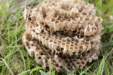 Hornets' nest