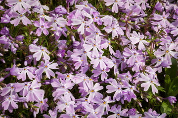 spring time