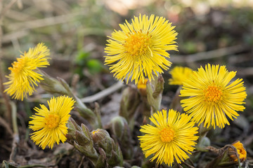 Coltsfoot Medical First Flower on Spring