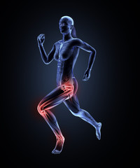 Female runner anatomy