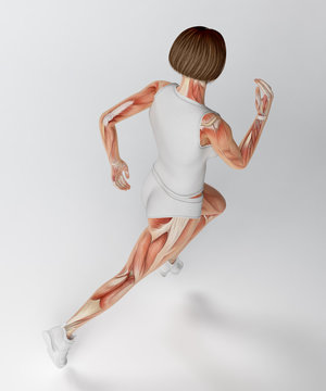 Female runner anatomy
