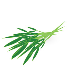 chinese kangkong isolated on white background