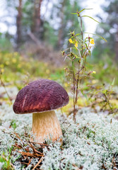 Forest edible mushroom in the grass closeup