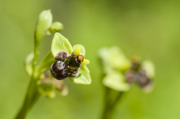 Colorful orchid flowers