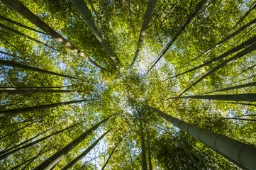 Photo sur Aluminium Bambou Forêt de bambous verts