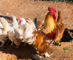 Rooster and hens in the house poultry