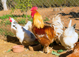 Rooster and hens in the house poultry © lunamarina
