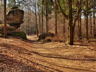 Tourist footpath in autumn forest.