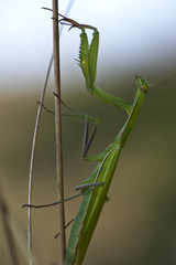 praying mantis