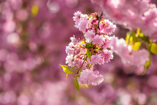 pink blossomed sakura flowers