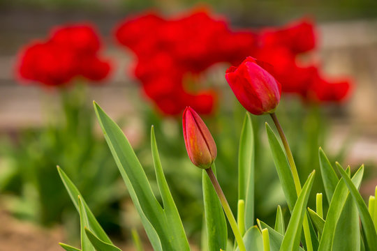two red tulip on color blurred background