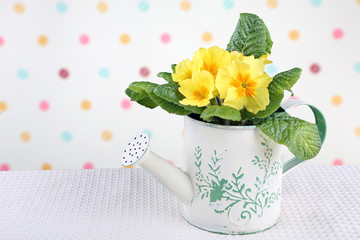 Beautiful spring primroses in watering can, with space for text