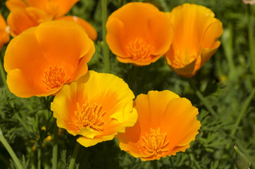 California poppy