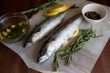 Mackerel Fish (Scomber scrombrus)
