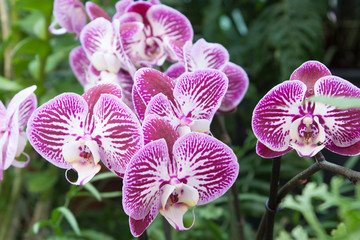 Phalaenopsis