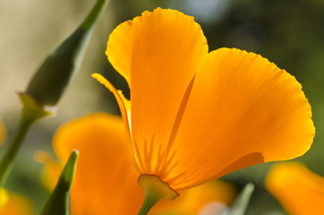 California Poppy