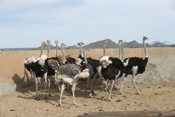 Obraz premium Ostrich farming South Africa