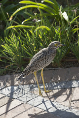 Spotted Thick Knee Dikkop. South Africa