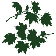 branch of maple